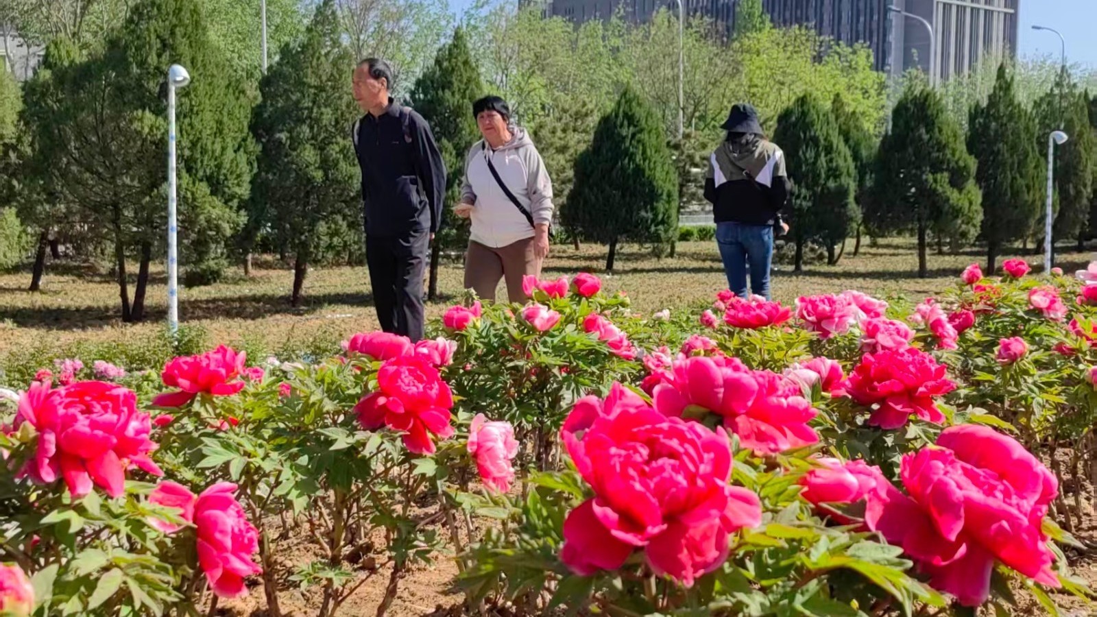 谷雨赏牡丹 市民来打卡