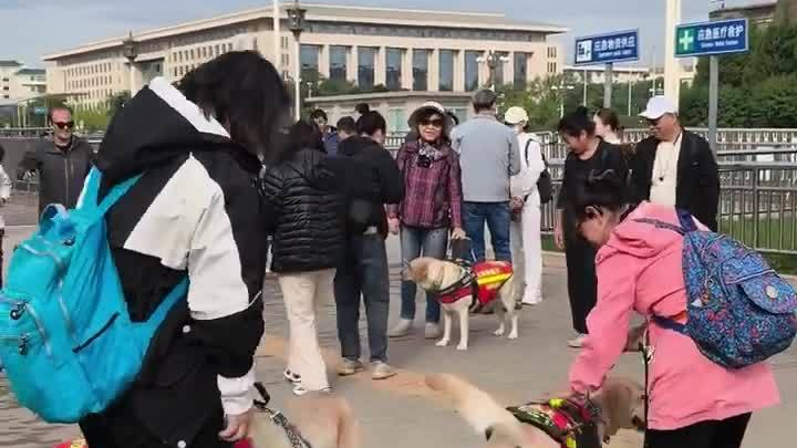 太温暖了！12 只导盲犬齐聚正阳门，引导盲友触摸北京中轴线