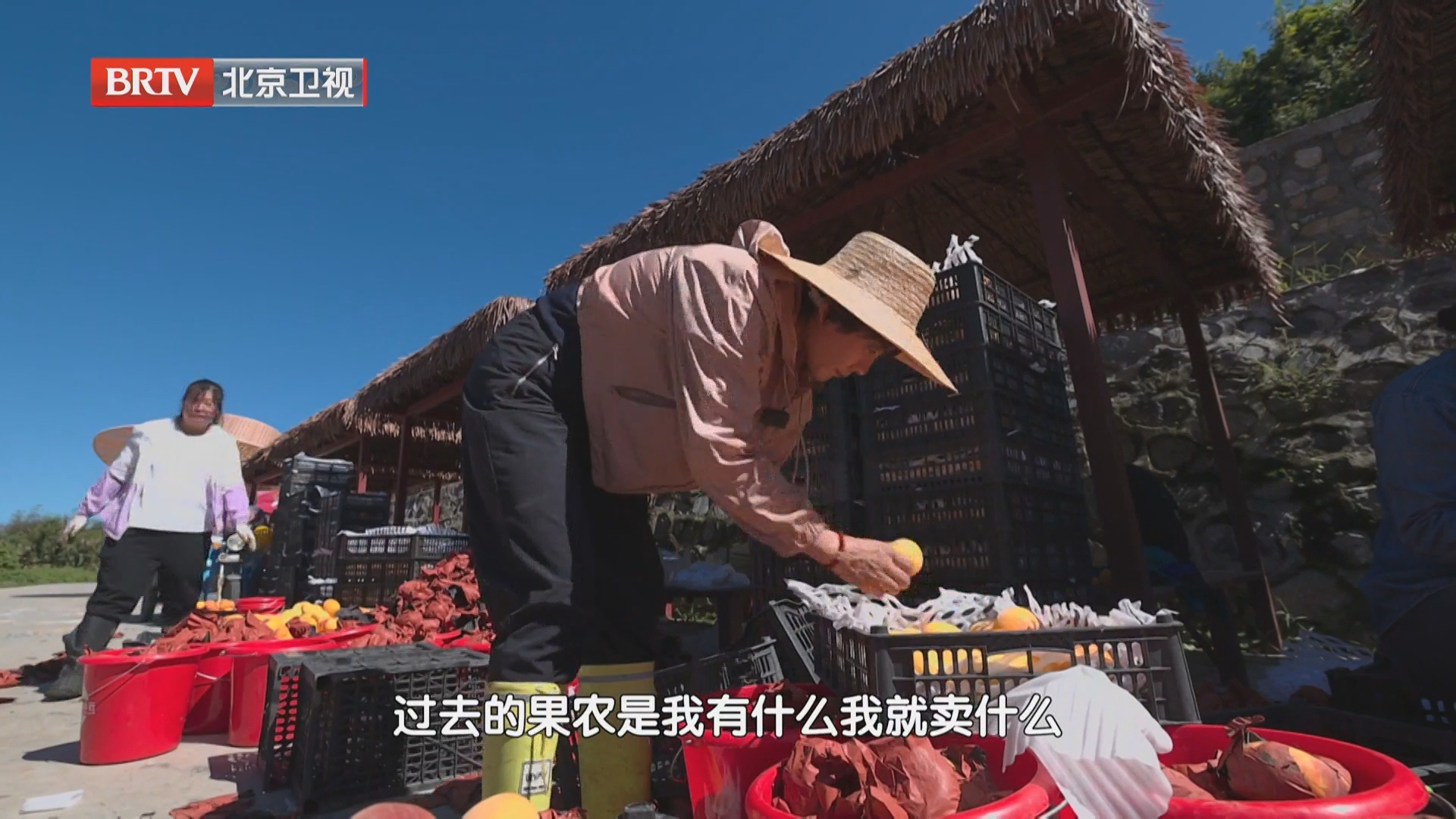 以市场定种植,岳巧云先行试种,帮果农少担风险 以市场定种植,岳巧云先行试种,帮果农少担风险