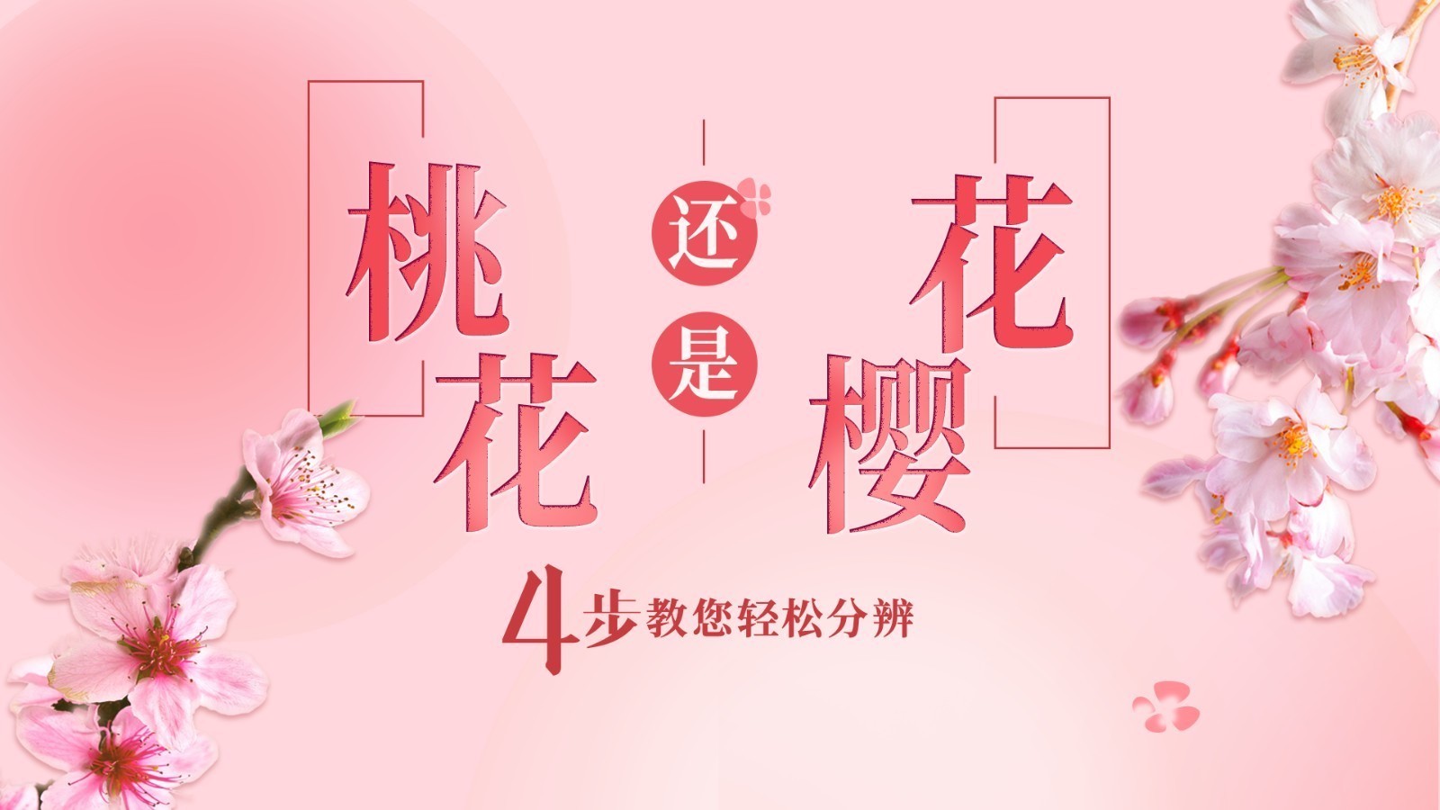 北京春日赏花指南 | 分清桃花樱花 看这4点就够了