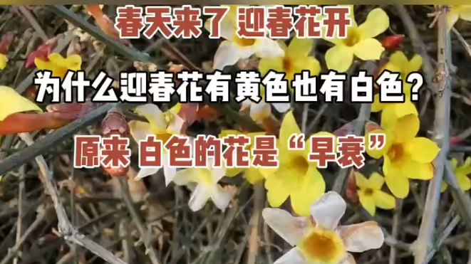 为什么迎春花有黄色也有白色？原来白色的花是“早衰”