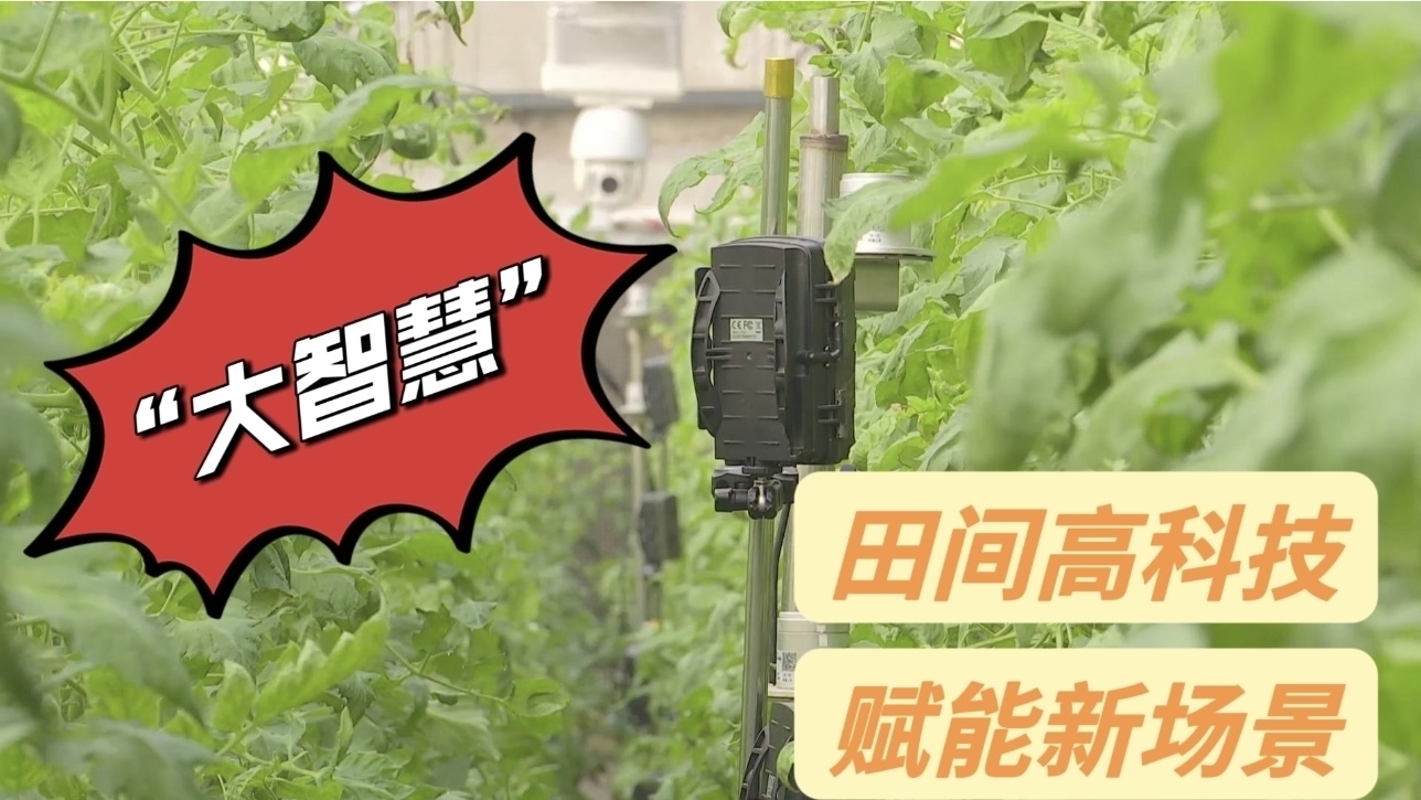 昌平小汤山田间“大智慧”推广天津 河北等多省市 昌平小汤山田间“大智慧”推广天津 河北等多省市