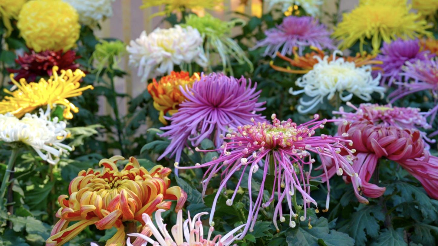 老北京送花参展乐在其中，福禄巷里摘葫芦登高望远，地道！