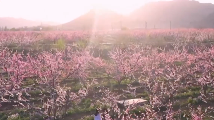 平谷国际桃花节4月10日开幕 10万张惠民券15项系列活动解锁赏花新体验 平谷国际桃花节4月10日开幕 10万张惠民券15项系列活动解锁赏花新体验