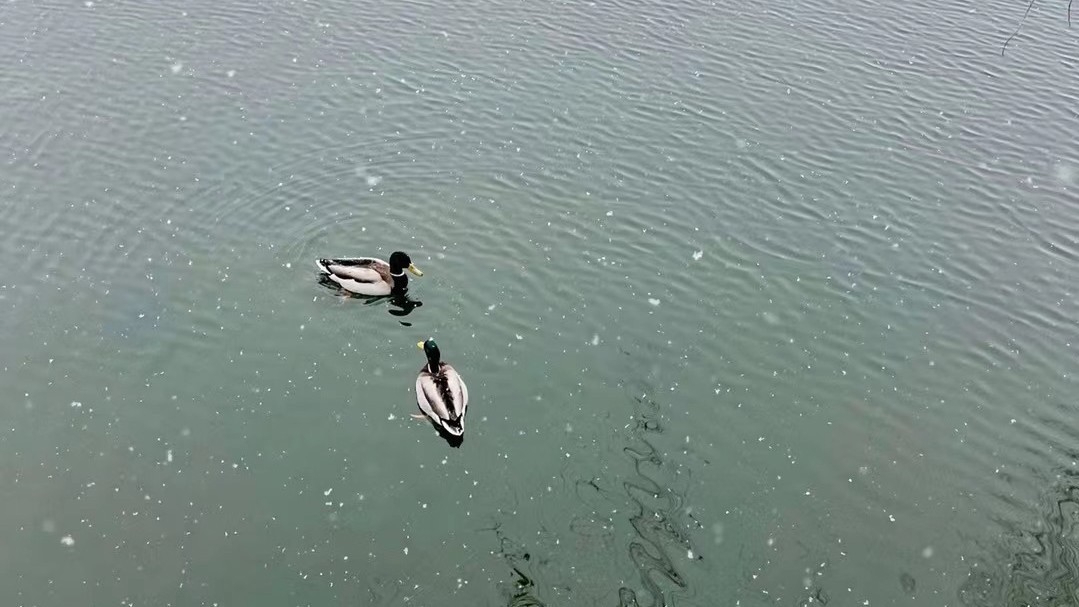 北京今夜山区有零星雨夹雪,最低气温0℃ 北京今夜山区有零星雨夹雪,最低气温0℃