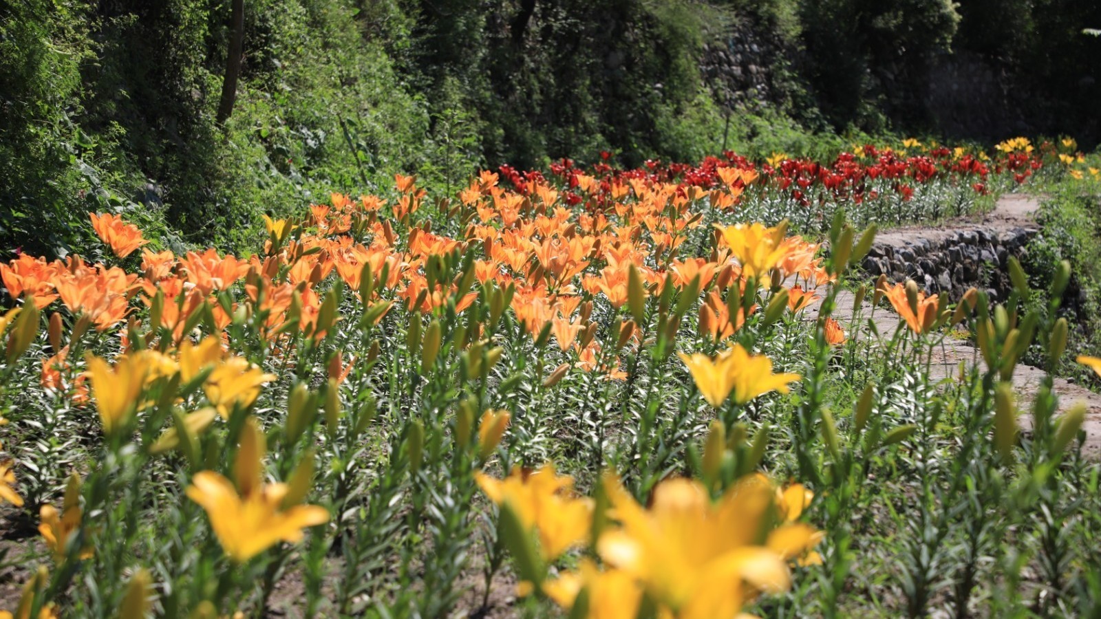 门头沟:“清水花谷”百合进入盛开期 门头沟:“清水花谷”百合进入盛开期