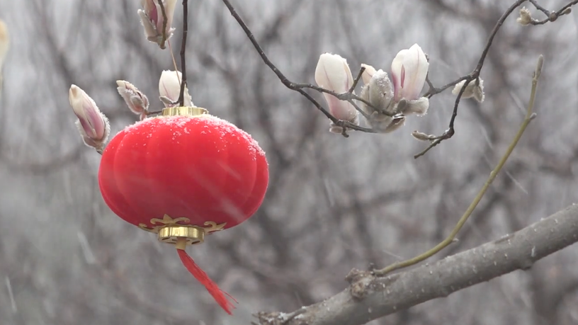 雪韵如画——红灯覆白霜 玉兰花映雪