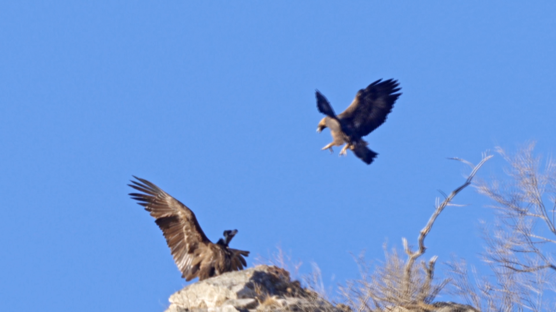 哪些珍惜鸟类留京过年——冬日里国家一级保护鸟类在京的惬意生活 哪些珍惜鸟类留京过年——冬日里国家一级保护鸟类在京的惬意生活