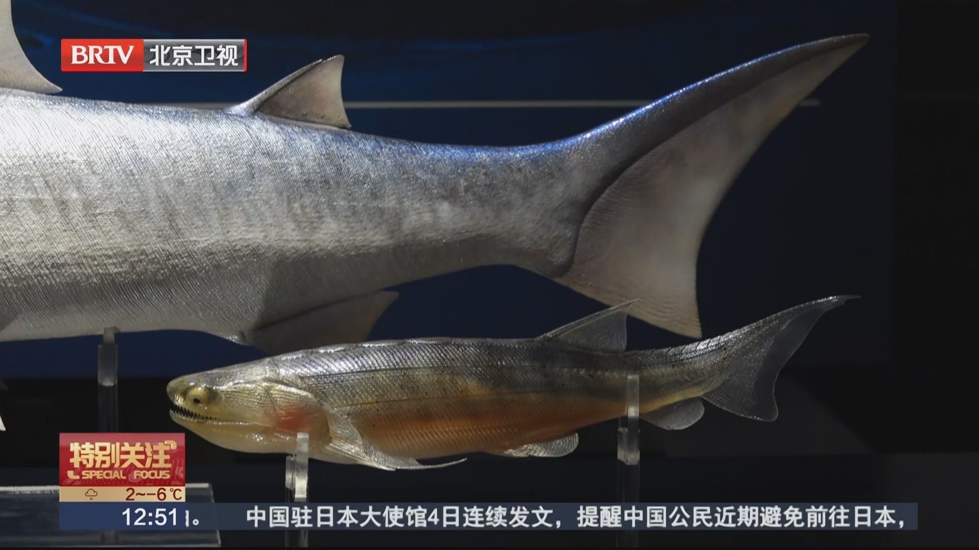 最早的硬骨鱼类化石在我国发现