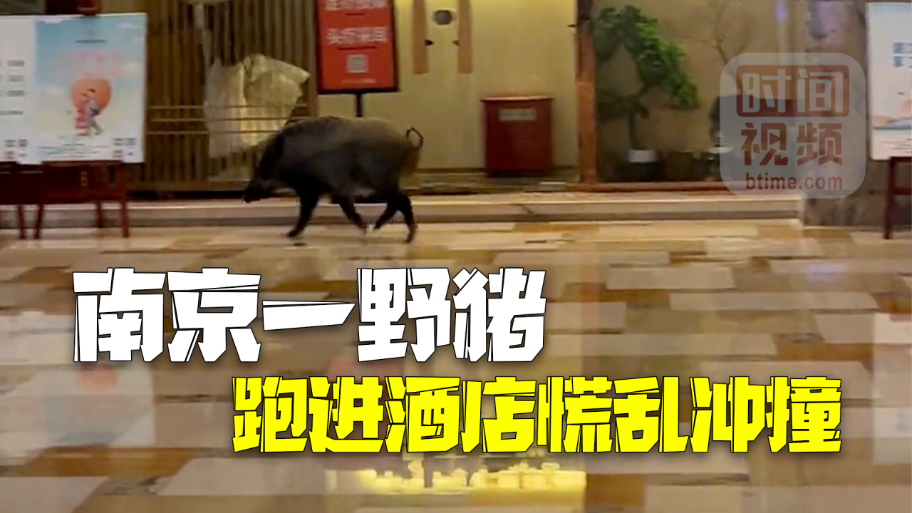 南京一野猪跑进酒店慌乱冲撞 酒店:野猪没伤人,被警察抓走了! 南京一野猪跑进酒店慌乱冲撞 酒店:野猪没伤人,被警察抓走了!