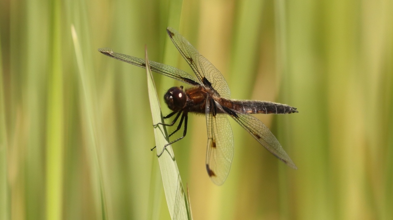 北京发现世界极度濒危物种——低斑蜻 北京发现世界极度濒危物种——低斑蜻
