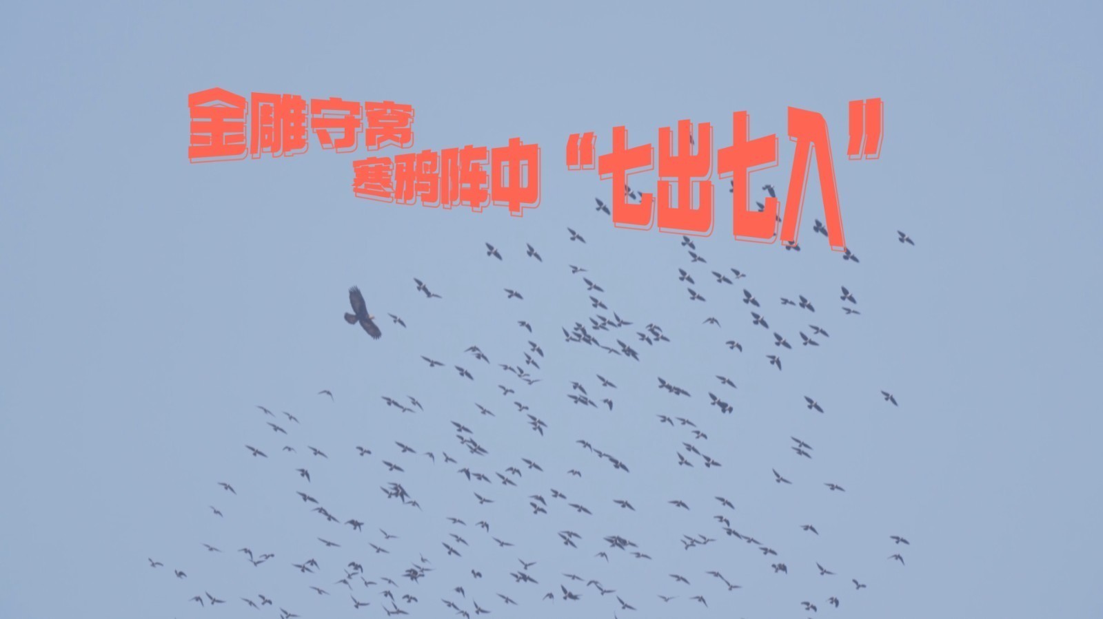 公金雕守窝 在达乌里寒鸦阵中杀的一个“七出七入”