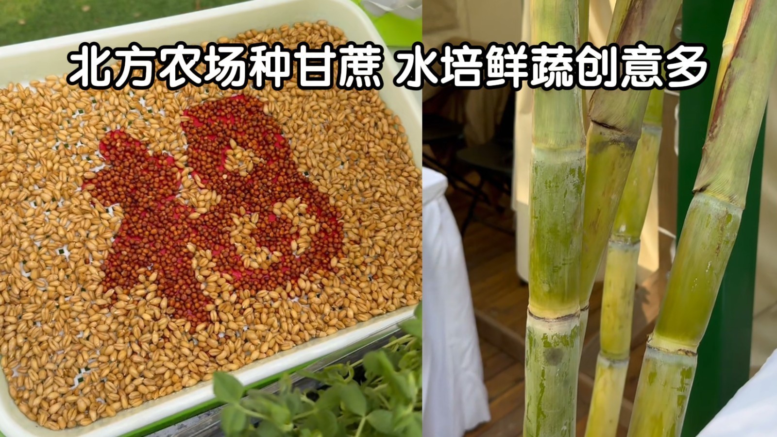 北方农场种甘蔗水培鲜蔬创意多 北方农场种甘蔗水培鲜蔬创意多