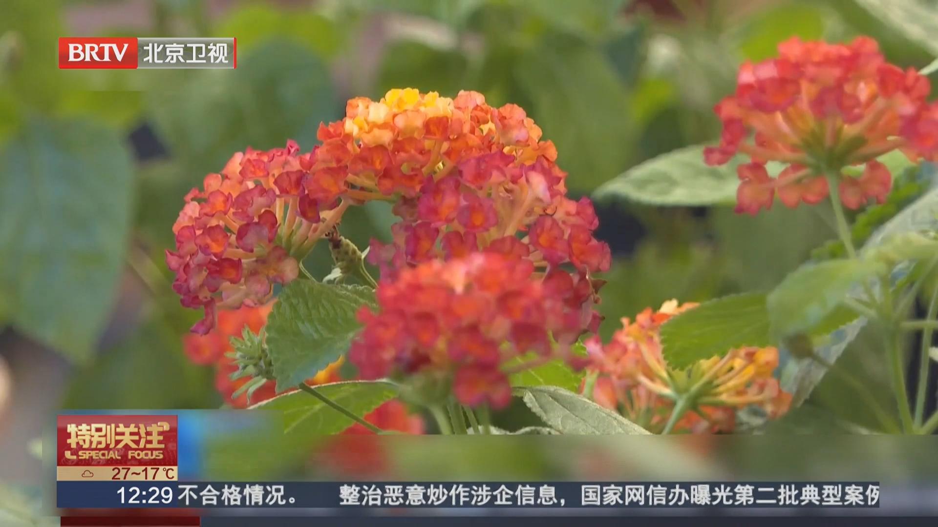 迎国庆 市民家养鲜花将亮相长安街