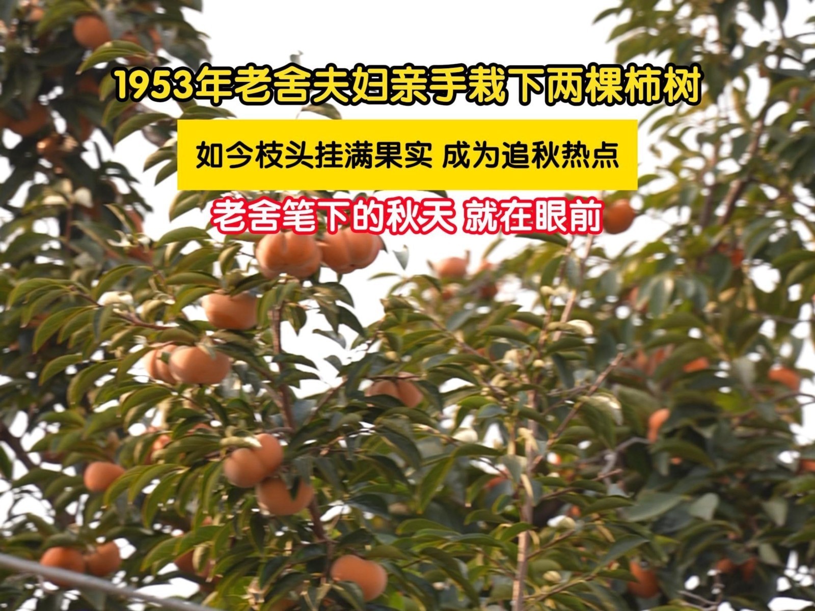 从课本到小院 北京丹柿小院柿子红了 从课本到小院 北京丹柿小院柿子红了