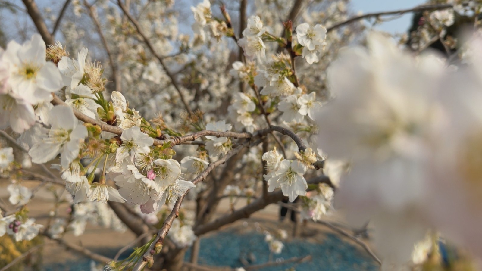 樱花里的“甜妹”玉渊潭“香妃”首次亮相 这味道太春天了