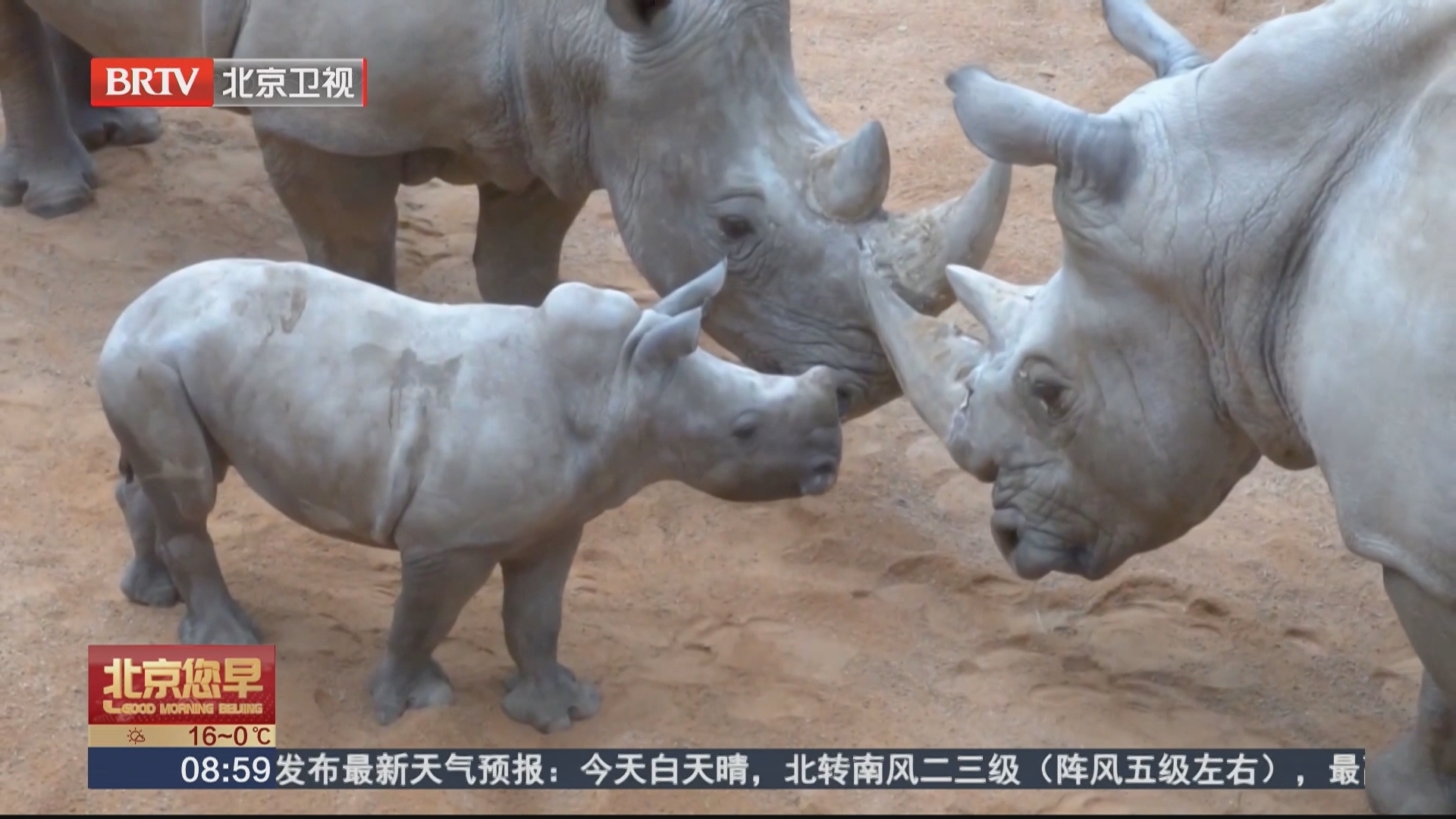 西班牙动物园白犀牛幼崽“凯鲁”首次与父亲见面 西班牙动物园白犀牛幼崽“凯鲁”首次与父亲见面