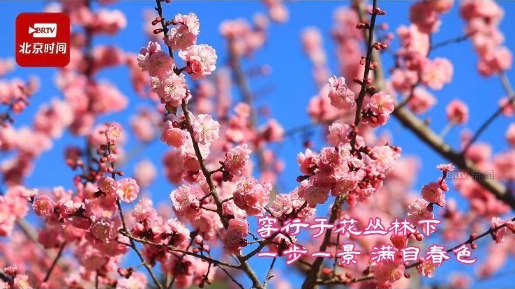 红螺古寺春日赏花正当时