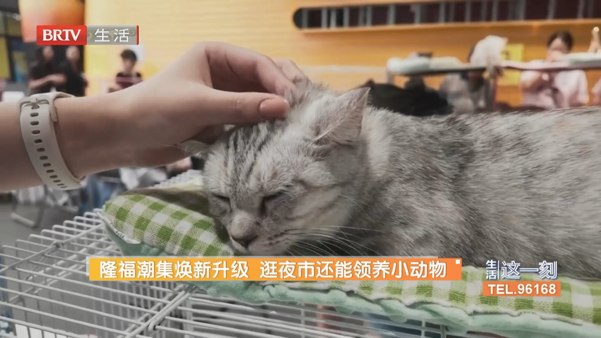 隆福潮集焕新升级 逛夜市还能领养小动物