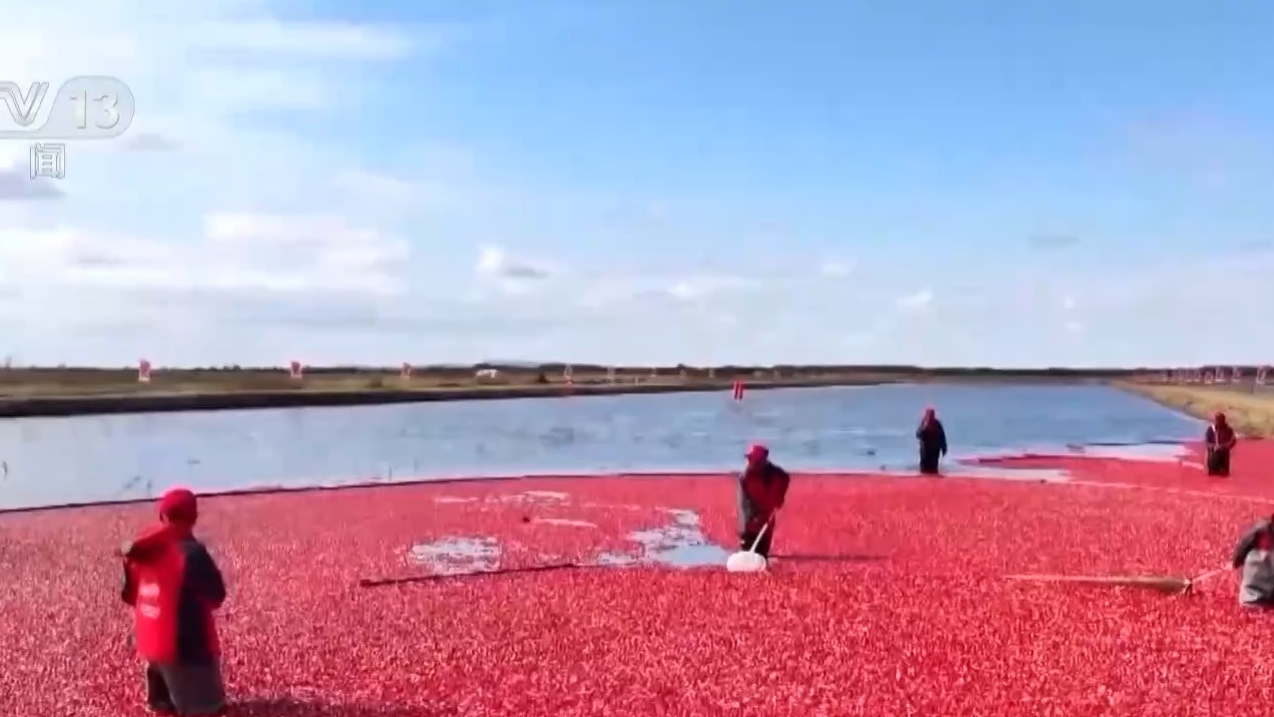 蔓越莓种子遨游太空 为何要航天育种? 蔓越莓种子遨游太空 为何要航天育种?