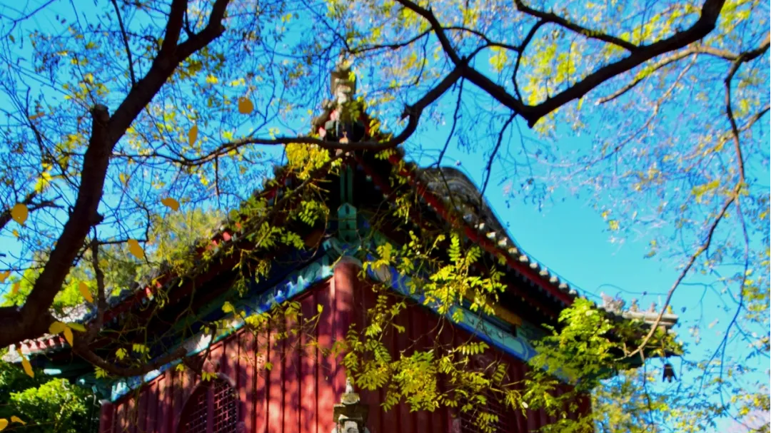 海淀暖冬文旅图鉴：微度假+网红打卡，承包您的冬日闲情