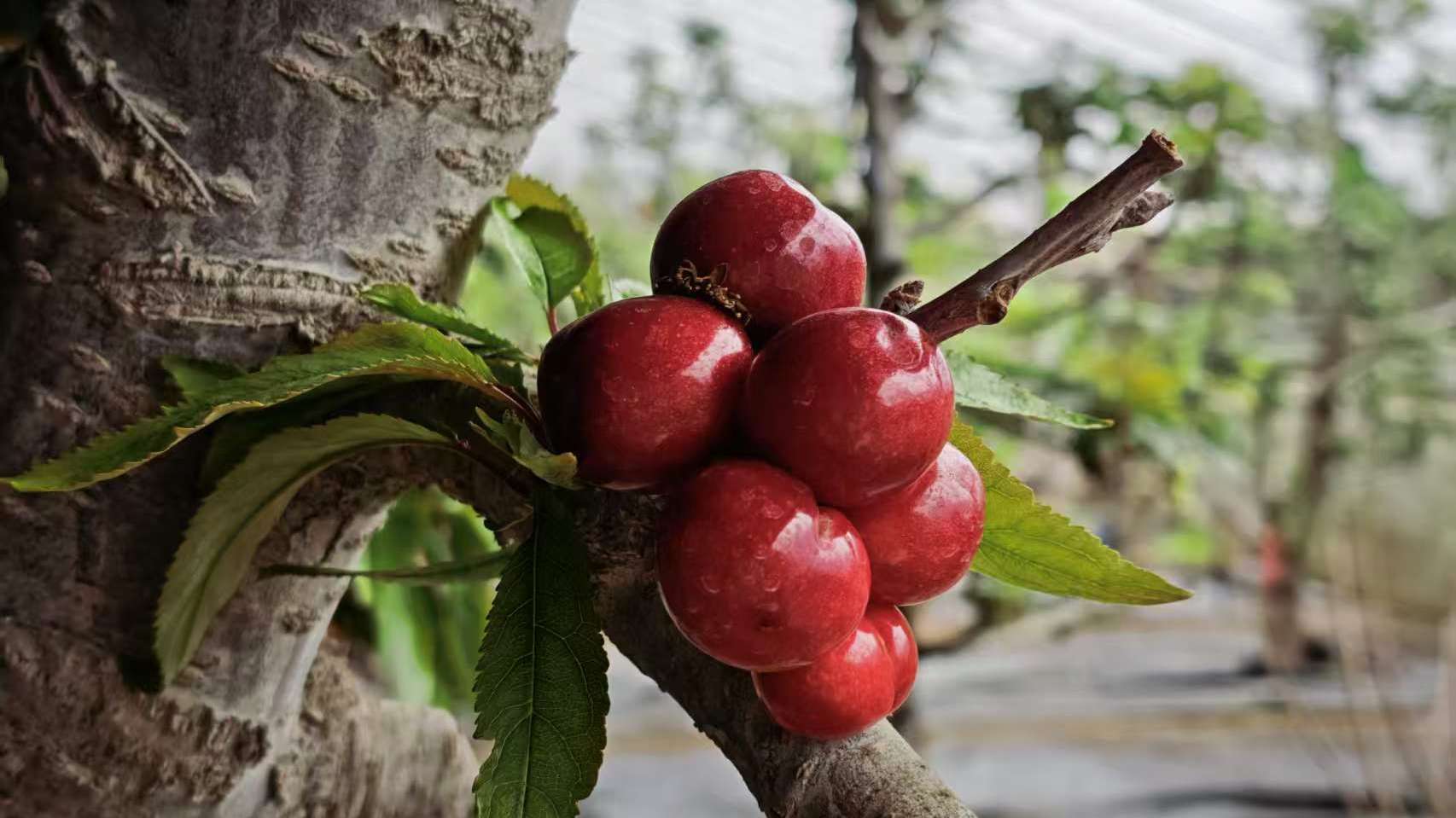 京城春早启新程③：西集樱桃园里的“咔嚓”春天