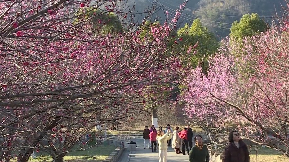 风约花期至，十堰秦巴植物园梅花迎冬绽放