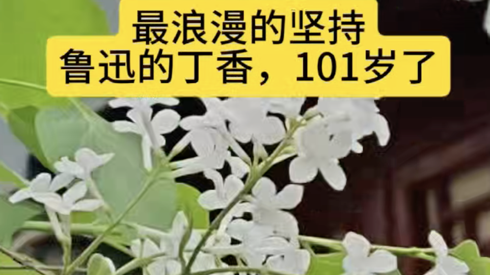 最浪漫的坚持：鲁迅的丁香 101岁了
