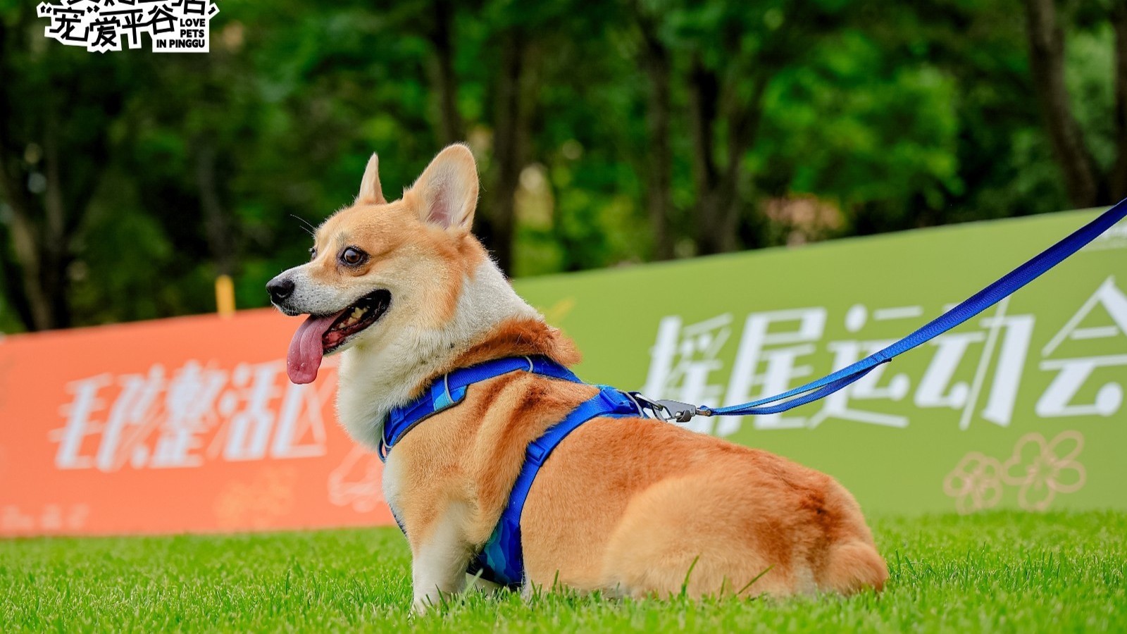 萌力全开!北京平谷开启“美好生活 宠爱平谷”户外文旅消费季 萌力全开!北京平谷开启“美好生活 宠爱平谷”户外文旅消费季
