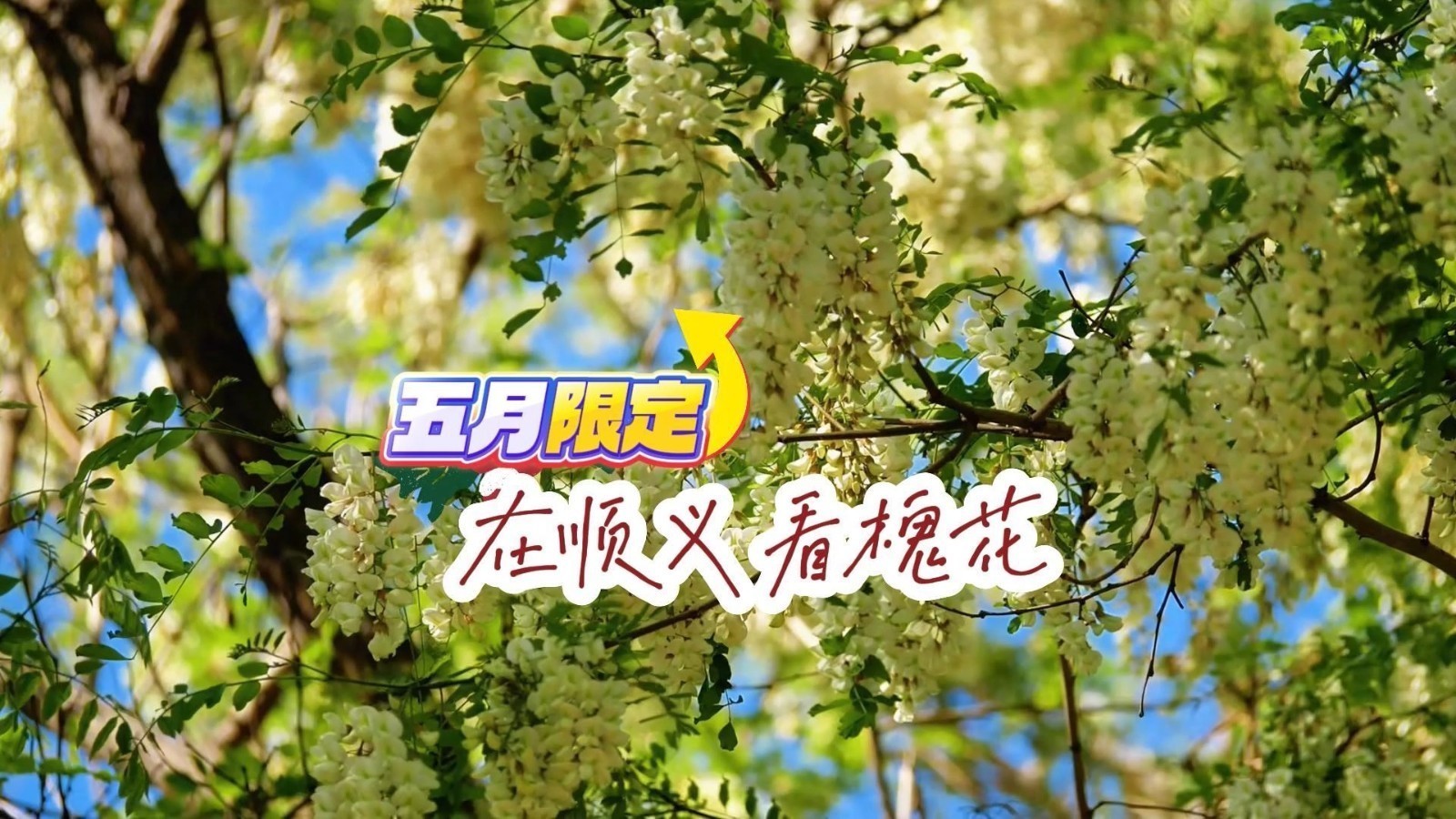 五月，顺义的槐花悄然盛放，不艳不俗，淡淡香气漫过街巷晚风