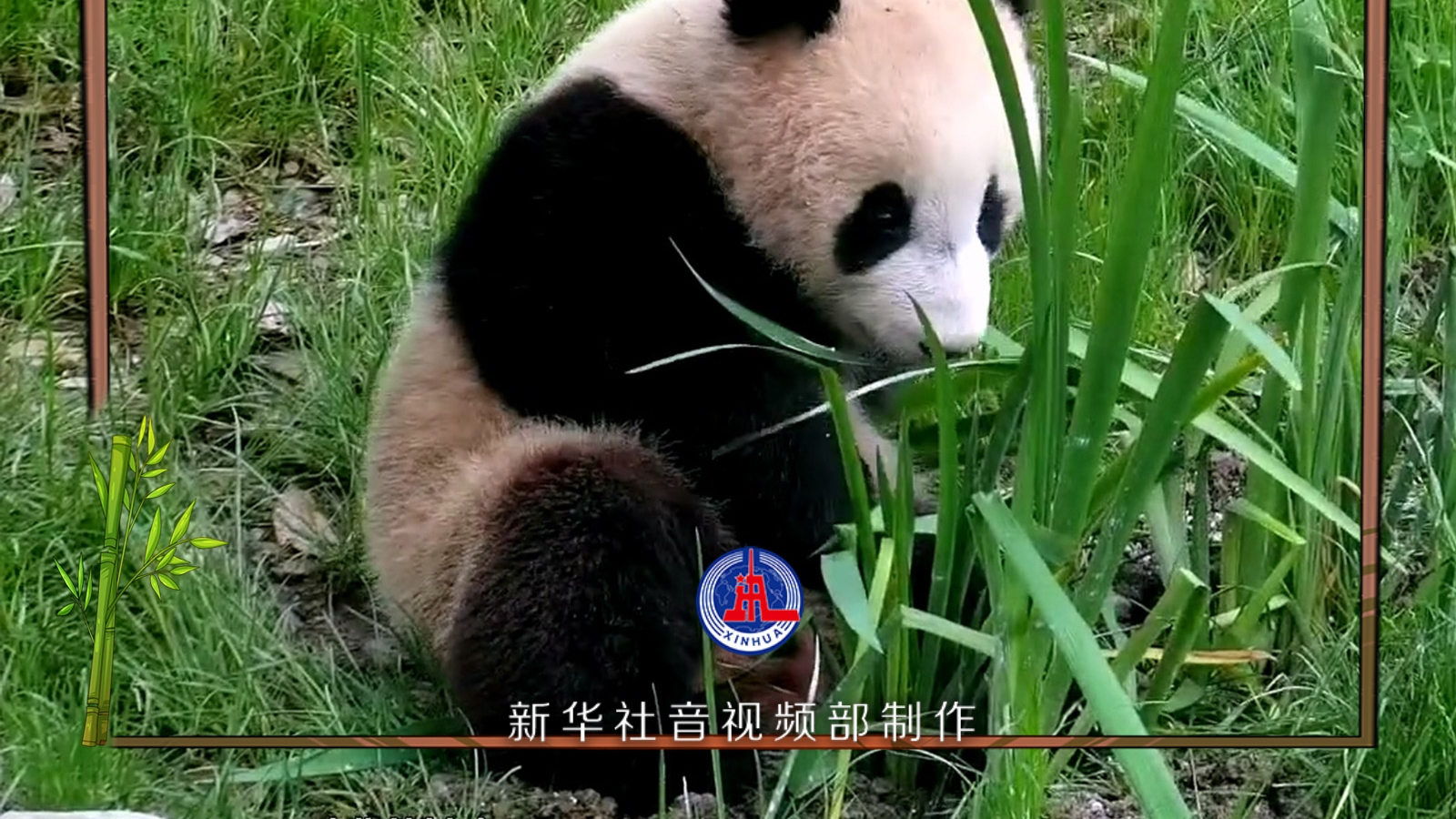 慢直播|大熊猫的悠闲时光 慢直播|大熊猫的悠闲时光
