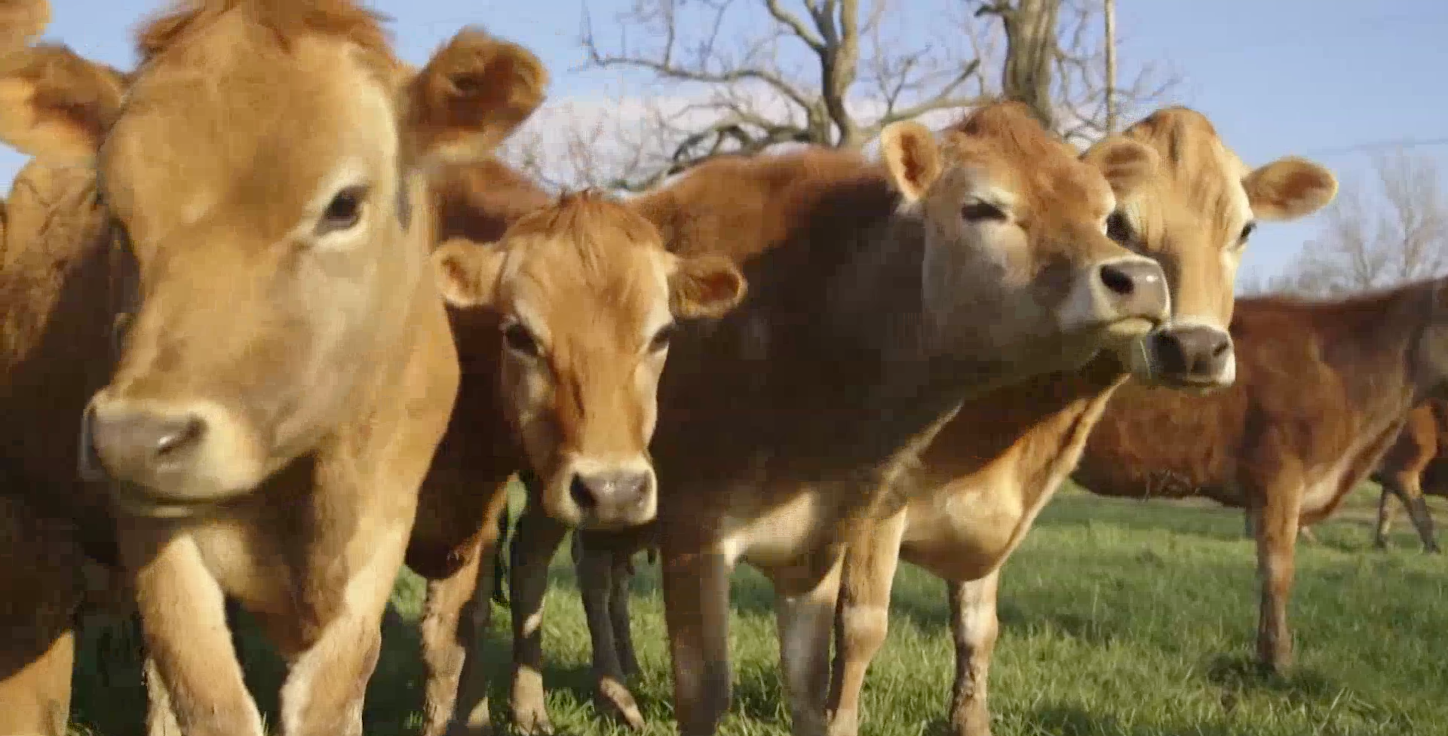 全球首个！ 丹麦宣布向“牲畜”征收碳税