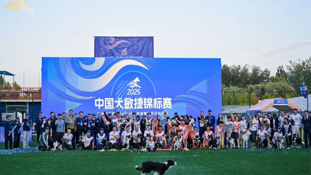 2025中国犬敏捷锦标赛刷新国内犬敏捷赛多项纪录！