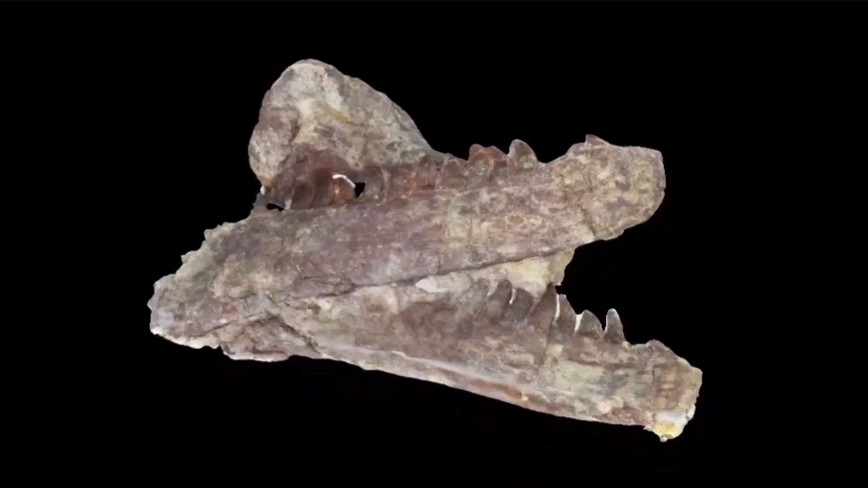 阿根廷确认一巨盗龙化石 内含“最后的晚餐”