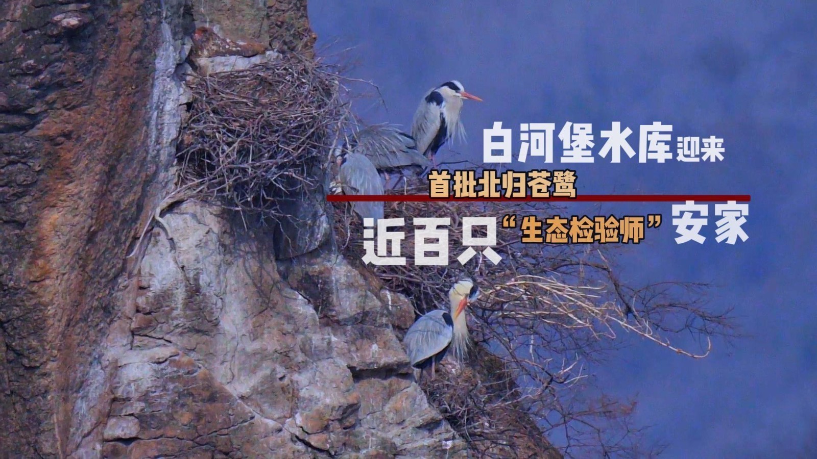 延庆白河堡水库迎来首批北归苍鹭 近百只“生态检验师”安家