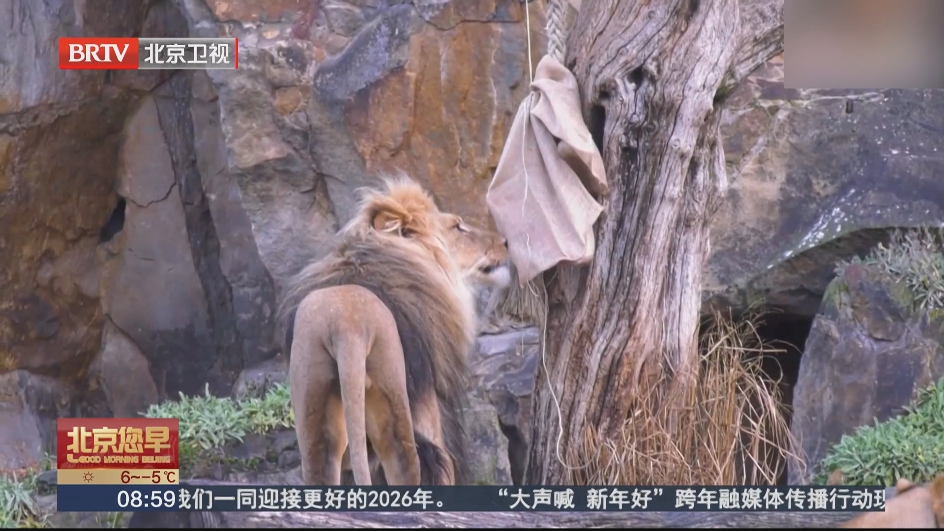 柏林动物园为三头狮子庆生