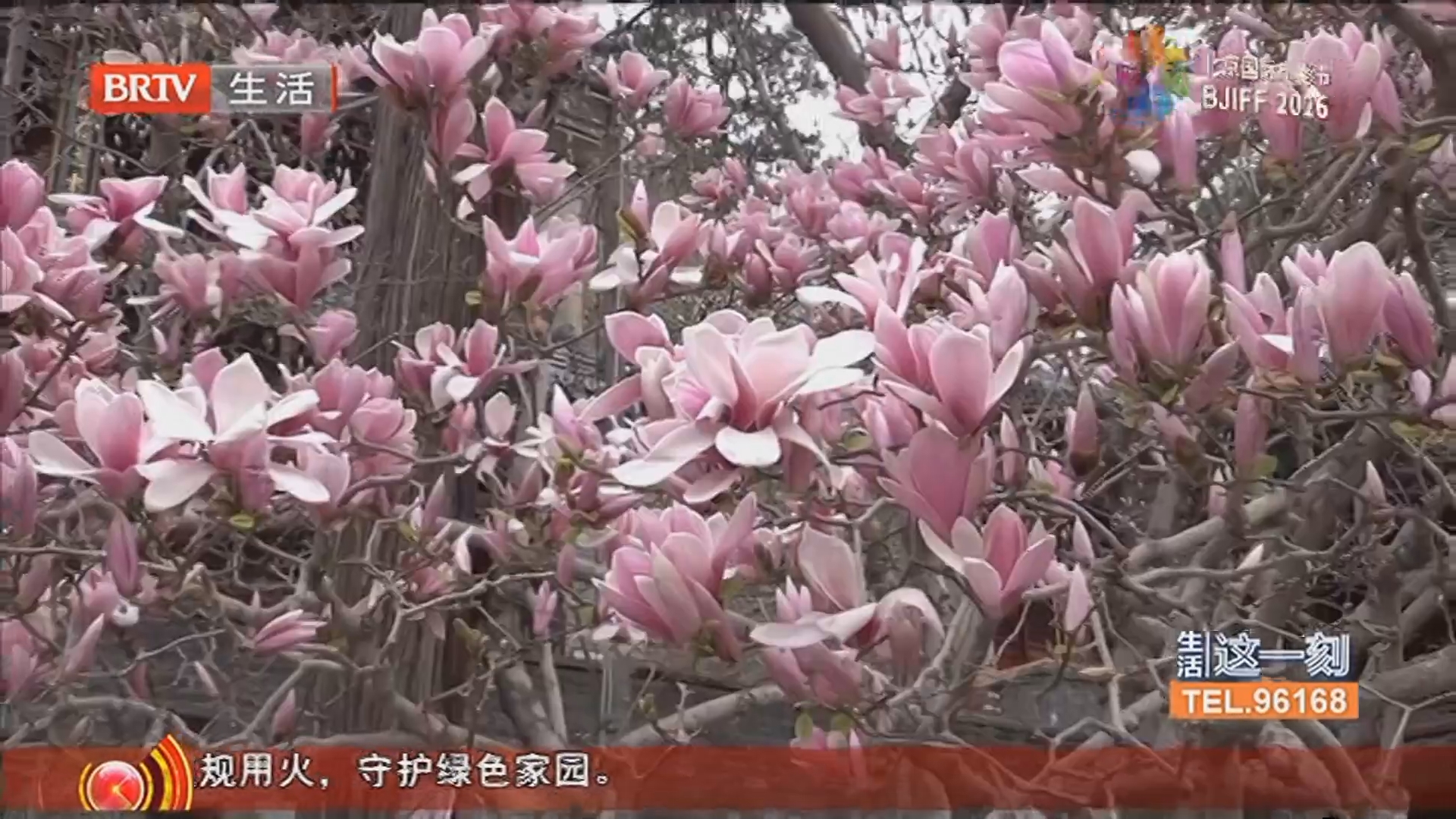 文旅新生活 花开四月畅游北京 赏春正当时