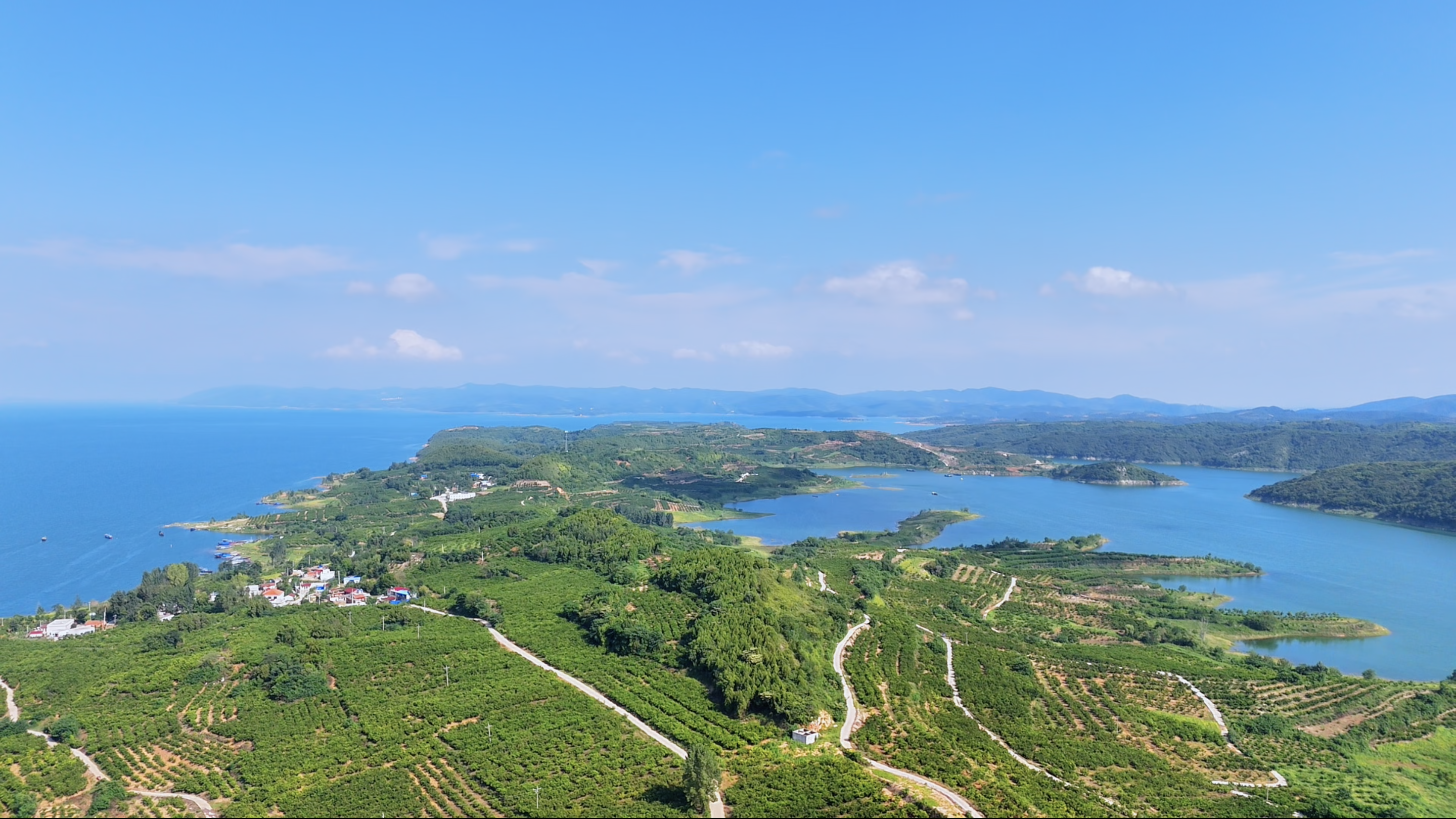 “桔”缘千里：一颗蜜桔的北上新生