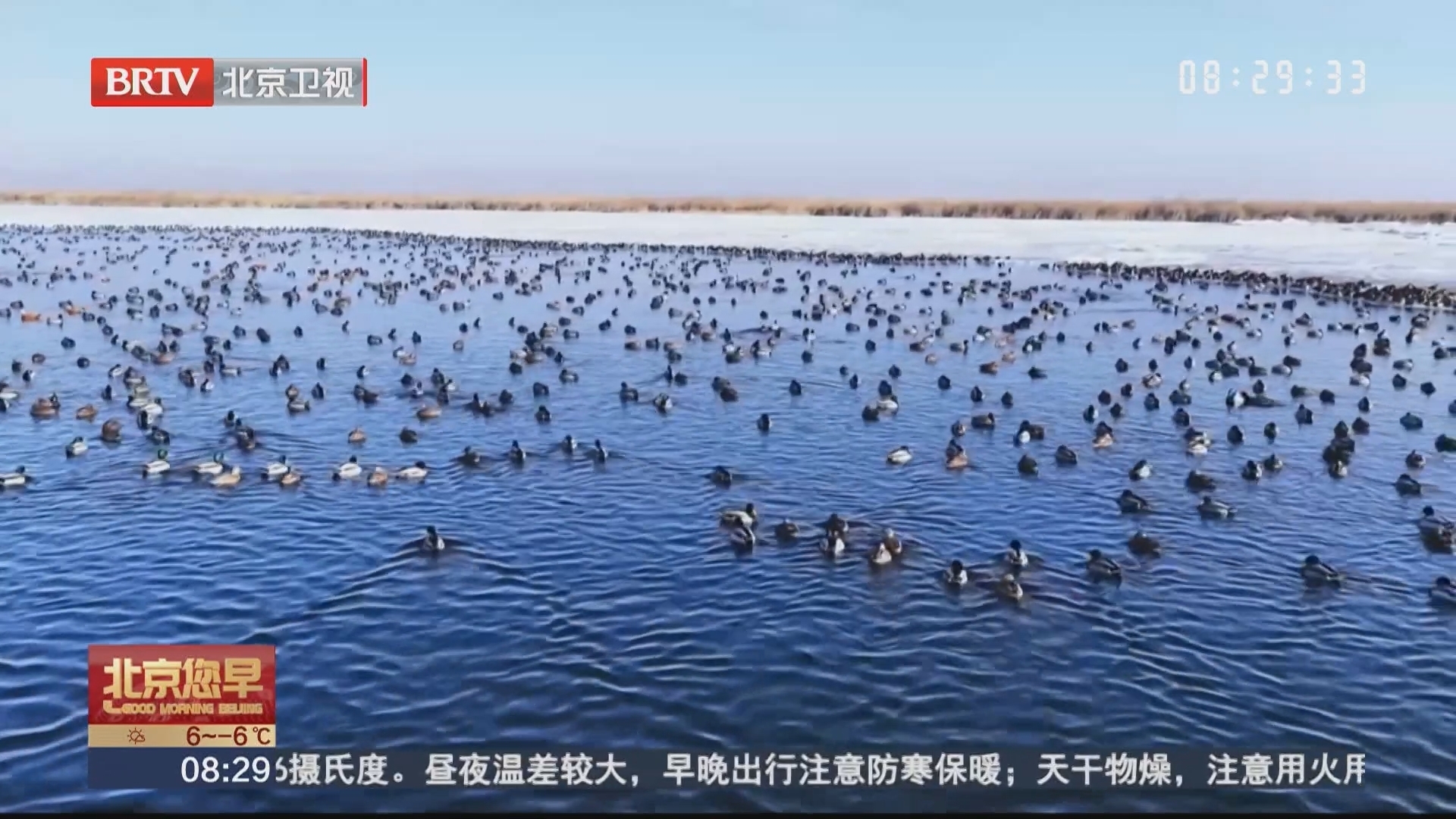 乌梁素海成候鸟冬日乐园