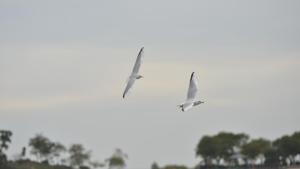 四中全会精神在基层丨太湖新生记：一湖清水的绿色攻坚战