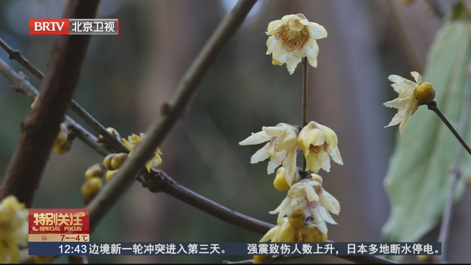 颐和园益寿堂蜡梅寒冬绽放 为冬日皇家园林添香韵