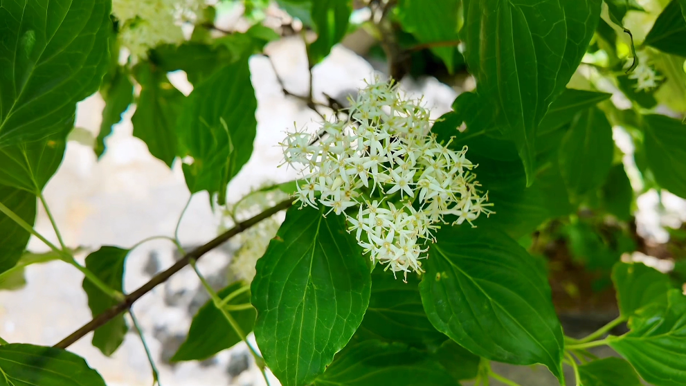 满树银花惊艳初夏，毛梾古树续写生命传奇