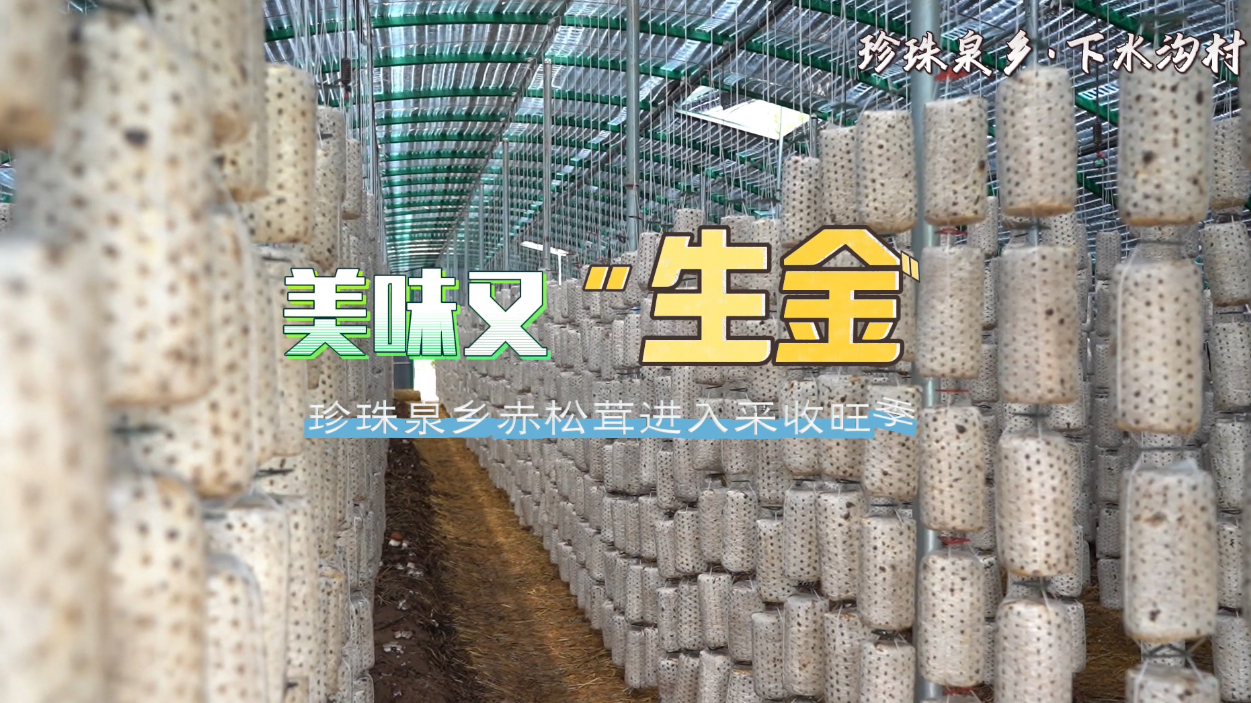“尝鲜”！赤松茸成熟上市  采摘期可持续至6月底~