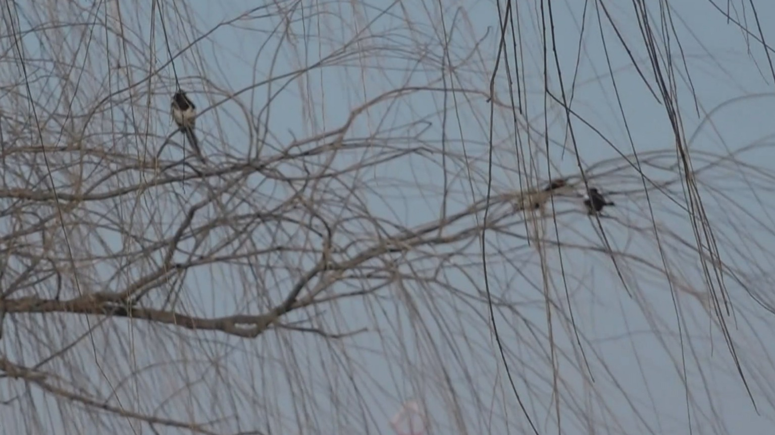 北京推出第二批六个“观鸟基地” 首批“观鸟指导师”上岗 北京推出第二批六个“观鸟基地” 首批“观鸟指导师”上岗