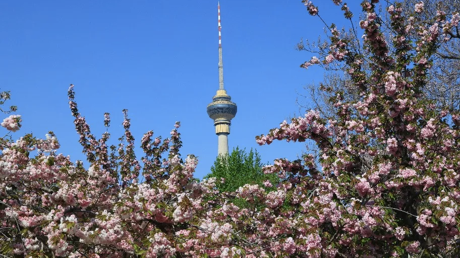 大风过后,北京有种绝美叫“花坚强” 大风过后,北京有种绝美叫“花坚强”