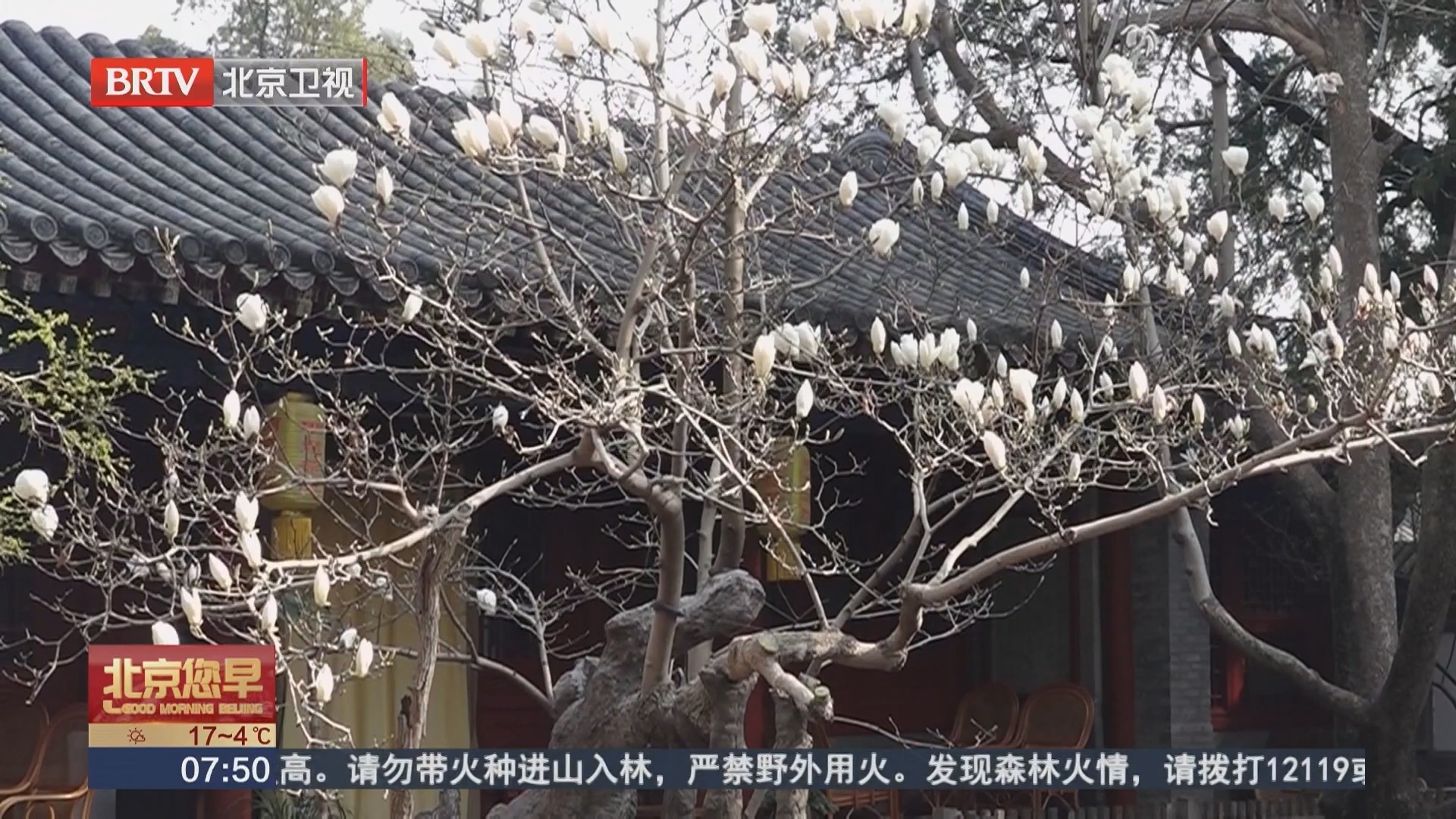 大觉寺玉兰绽放