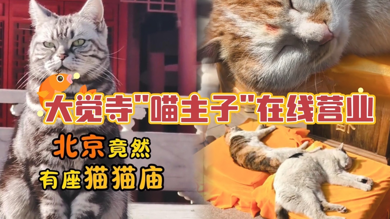 京城隐世猫咖！大觉寺\