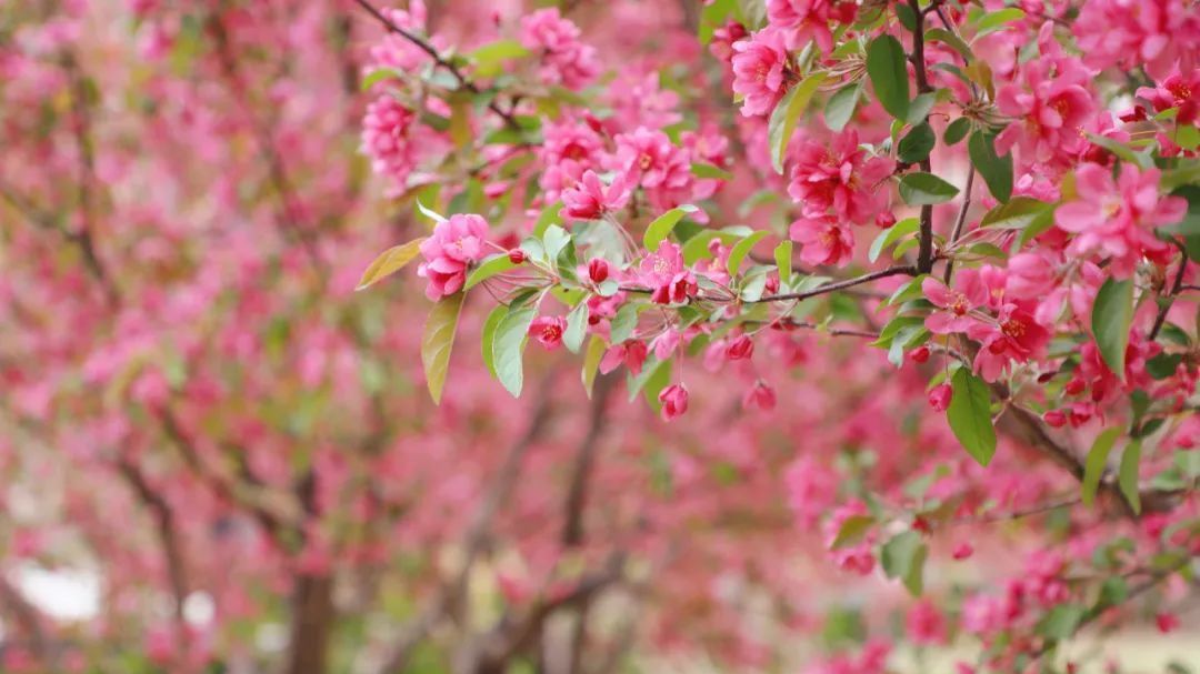周末大风,再不看就来不及了,一起来通惠河畔“咔嚓!咔嚓!”吧 周末大风,再不看就来不及了,一起来通惠河畔“咔嚓!咔嚓!”吧
