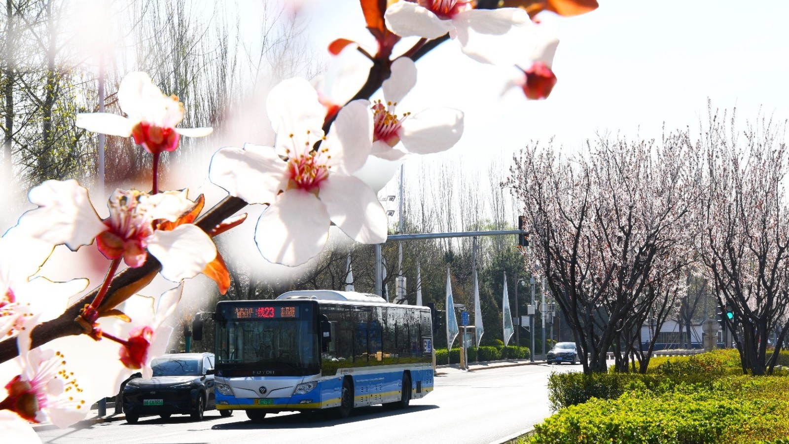 赏大运河繁花春景 就坐公交专23路