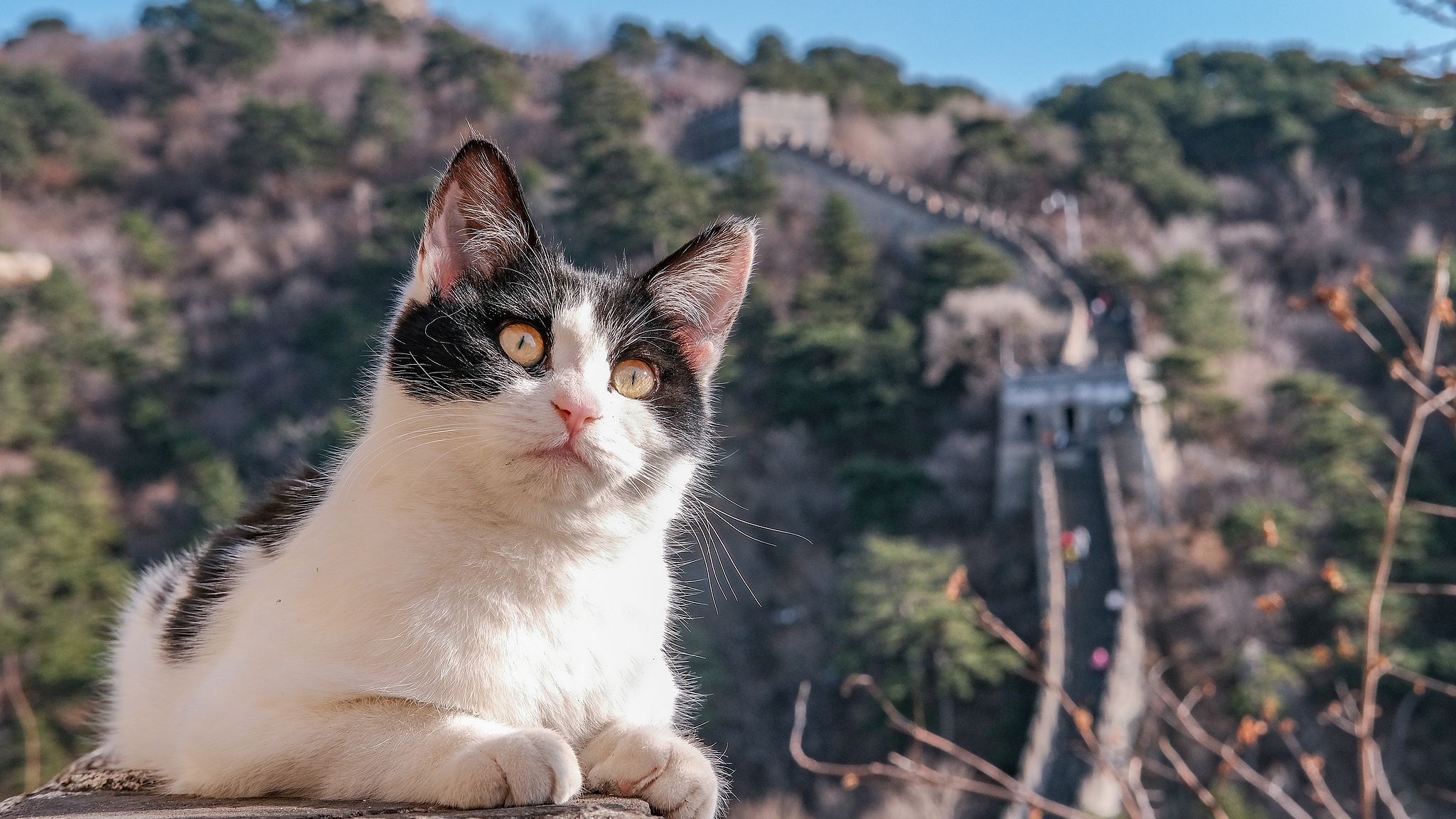 “长城猫”火出圈，外国游客沦陷了